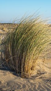 Preview wallpaper grass, sand, nature