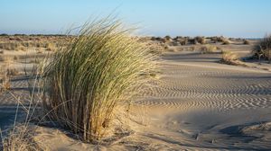 Preview wallpaper grass, sand, nature