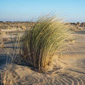 Preview wallpaper grass, sand, nature