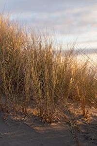 Preview wallpaper grass, sand, sun rays