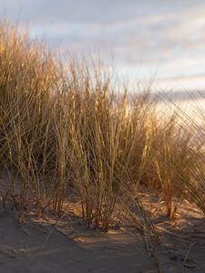 Preview wallpaper grass, sand, sun rays