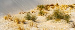 Preview wallpaper grass, sands, desert, dunes, sky