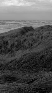 Preview wallpaper grass, sea, coast, bw, landscape