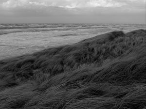 Preview wallpaper grass, sea, coast, bw, landscape