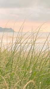 Preview wallpaper grass, sea, coast, nature