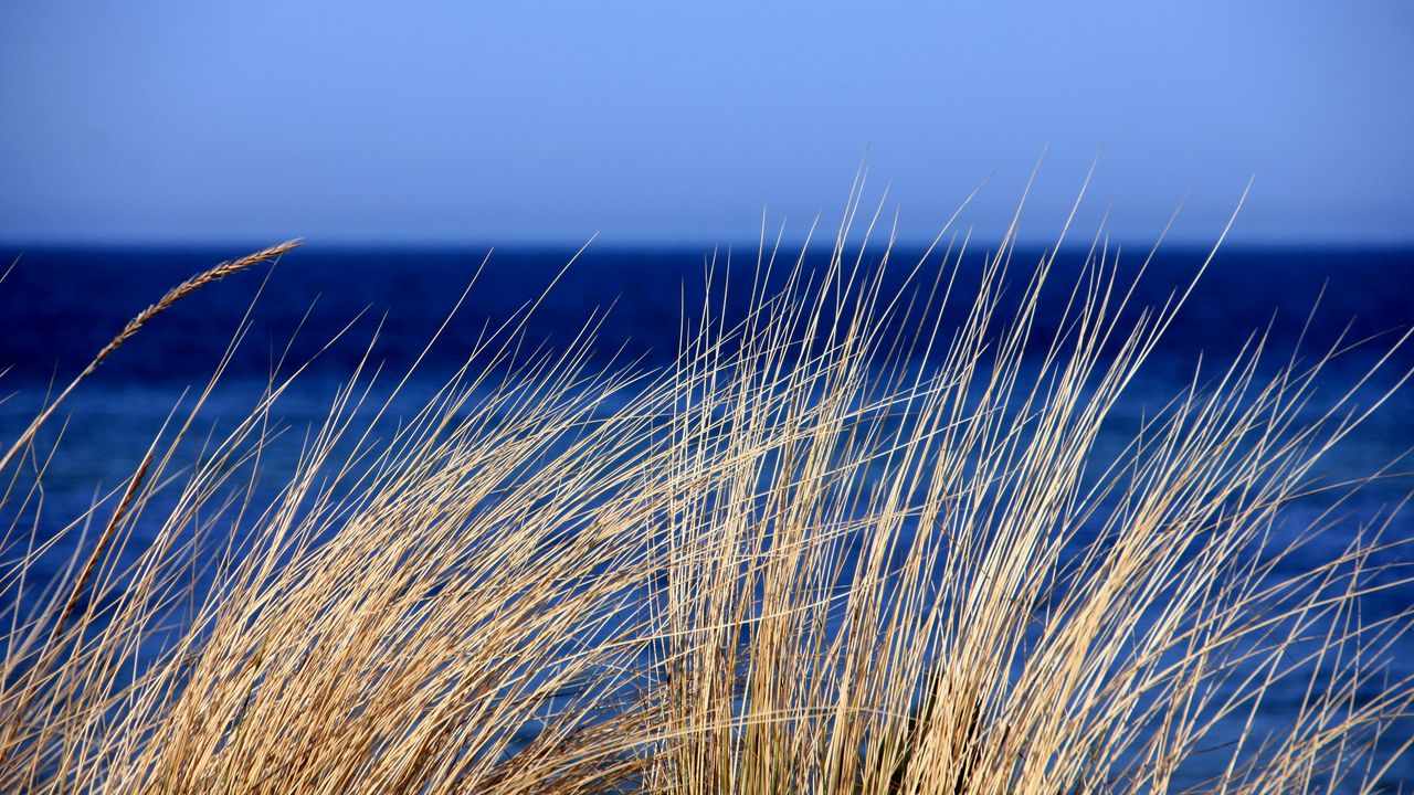 Wallpaper grass, sea, wind, sky