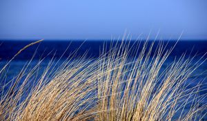 Preview wallpaper grass, sea, wind, sky