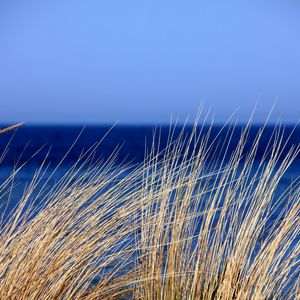 Preview wallpaper grass, sea, wind, sky