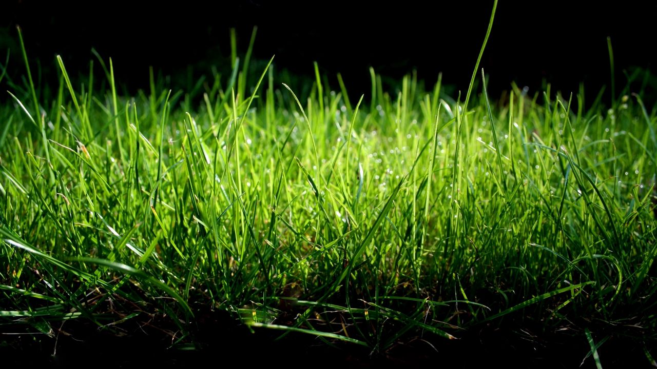 Wallpaper grass, shade, green