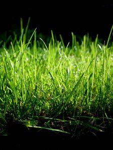 Preview wallpaper grass, shade, green