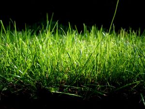 Preview wallpaper grass, shade, green