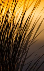 Preview wallpaper grass, shadow, dark, lines, plant