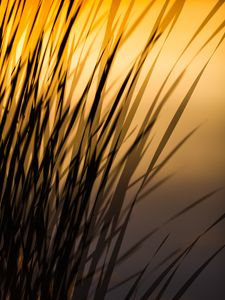 Preview wallpaper grass, shadow, dark, lines, plant