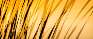 Preview wallpaper grass, shadow, dark, lines, plant