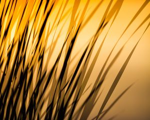 Preview wallpaper grass, shadow, dark, lines, plant