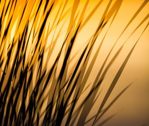 Preview wallpaper grass, shadow, dark, lines, plant