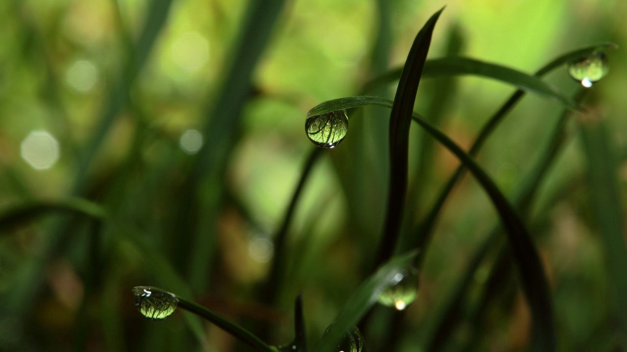 Wallpaper grass, shadow, drops, dew