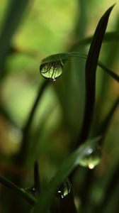 Preview wallpaper grass, shadow, drops, dew