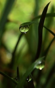 Preview wallpaper grass, shadow, drops, dew