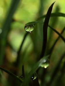 Preview wallpaper grass, shadow, drops, dew