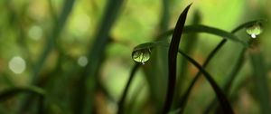 Preview wallpaper grass, shadow, drops, dew