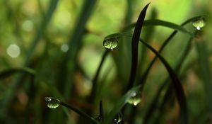 Preview wallpaper grass, shadow, drops, dew