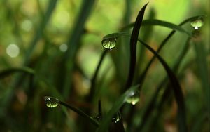 Preview wallpaper grass, shadow, drops, dew