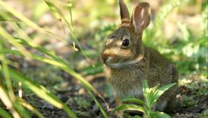 Preview wallpaper grass, shadow, ears, bunny, face