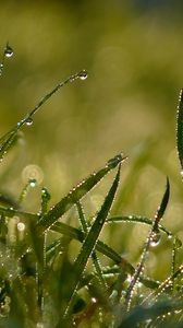 Preview wallpaper grass, shape, drops, dew