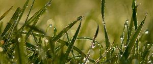 Preview wallpaper grass, shape, drops, dew