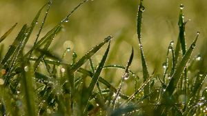 Preview wallpaper grass, shape, drops, dew