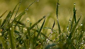 Preview wallpaper grass, shape, drops, dew