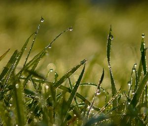 Preview wallpaper grass, shape, drops, dew