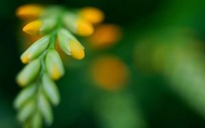 Preview wallpaper grass, shape, glare, light, flower