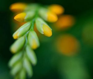 Preview wallpaper grass, shape, glare, light, flower