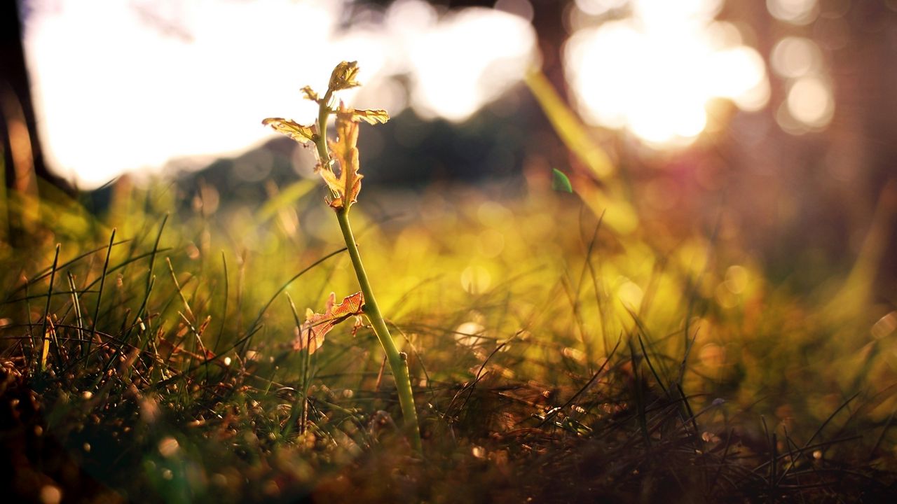 Wallpaper grass, shoot, fall, leaves, branches