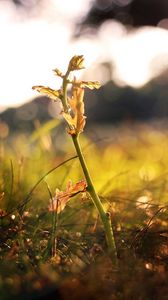 Preview wallpaper grass, shoot, fall, leaves, branches