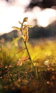 Preview wallpaper grass, shoot, fall, leaves, branches