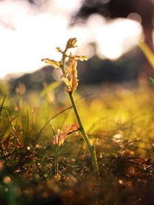 Preview wallpaper grass, shoot, fall, leaves, branches