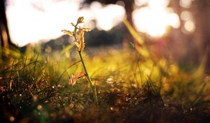 Preview wallpaper grass, shoot, fall, leaves, branches