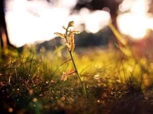 Preview wallpaper grass, shoot, fall, leaves, branches