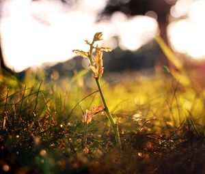 Preview wallpaper grass, shoot, fall, leaves, branches