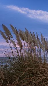 Preview wallpaper grass, shore, sea, nature