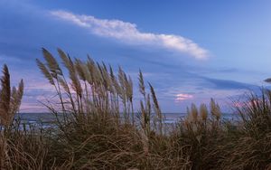 Preview wallpaper grass, shore, sea, nature