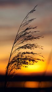 Preview wallpaper grass, silhouette, dark, sunset