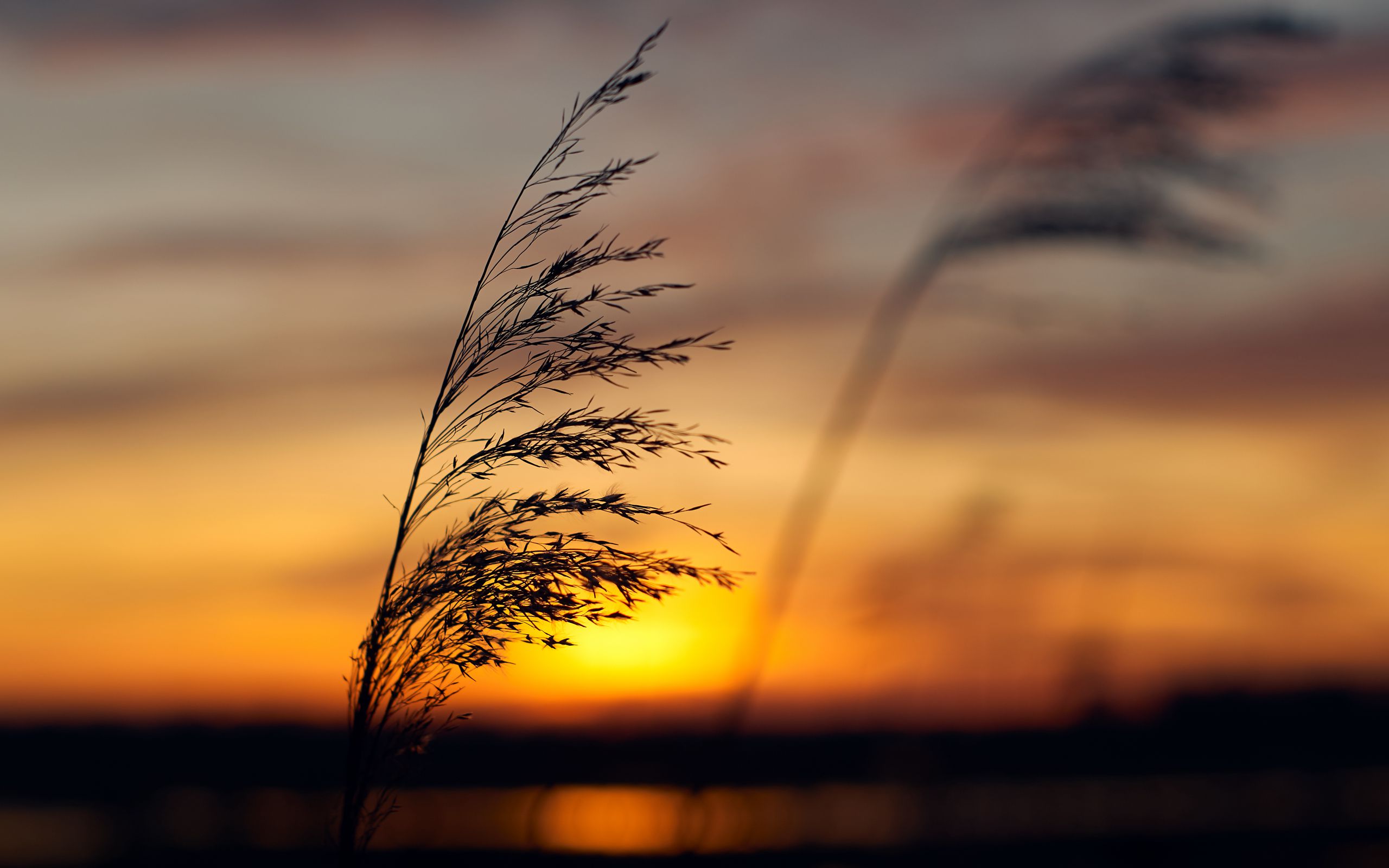 Download wallpaper 2560x1600 grass, silhouette, dark, sunset widescreen