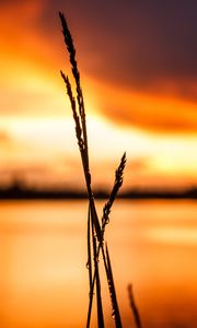 Preview wallpaper grass, silhouette, drops, water, macro