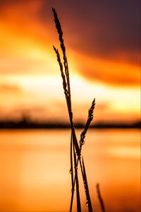 Preview wallpaper grass, silhouette, drops, water, macro
