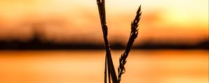 Preview wallpaper grass, silhouette, drops, water, macro