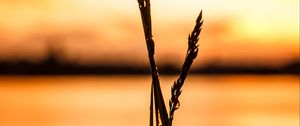 Preview wallpaper grass, silhouette, drops, water, macro